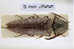 Foto (Dorsalansicht) von Pectocera tonkinensis (NHMW-ZOO-COL-0008522)
